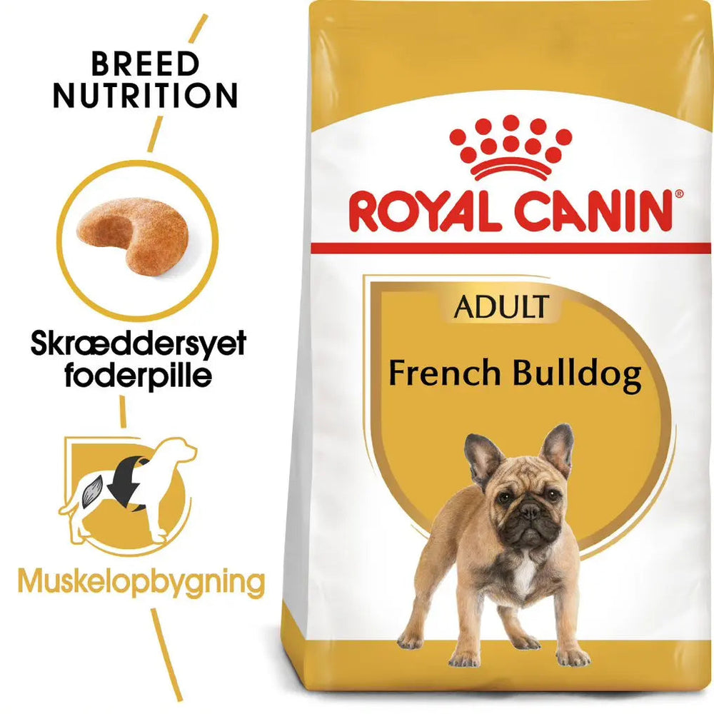 Adult Fransk Bulldog