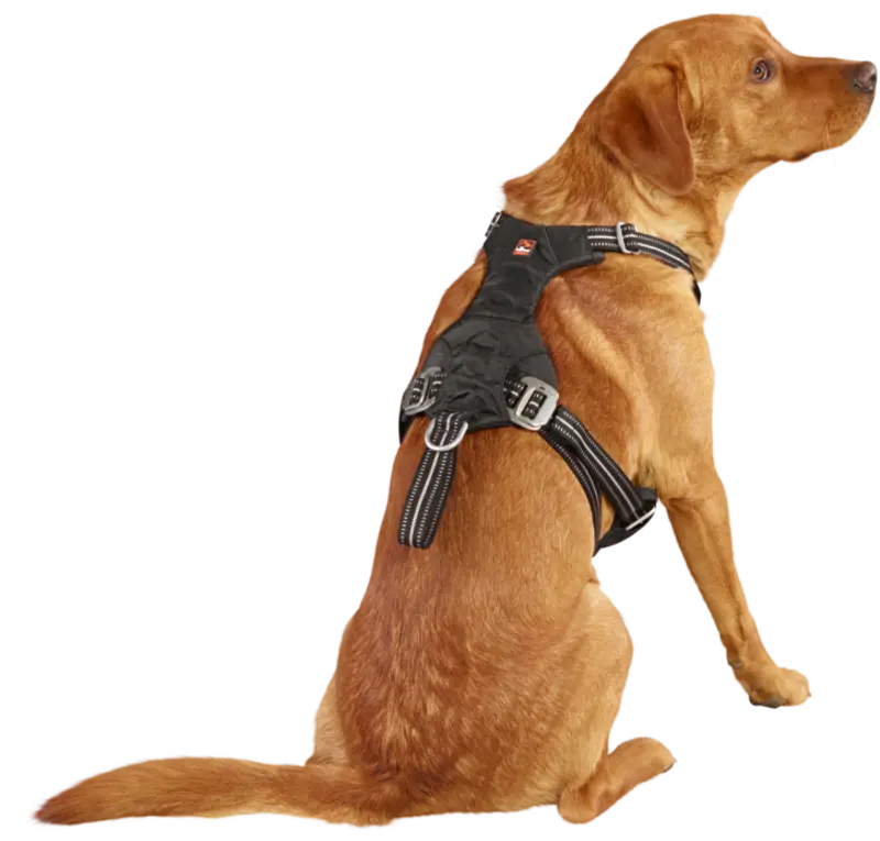 Sikkerhedssele Safety til bil M