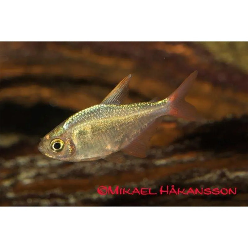 Columbisk rødfinnet tetra 3 - 4 cm