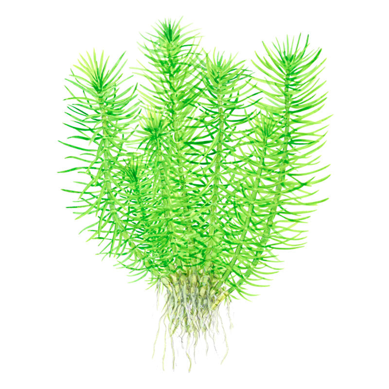 Pogostemon deccanensis Nr.8 1-2-Grow!