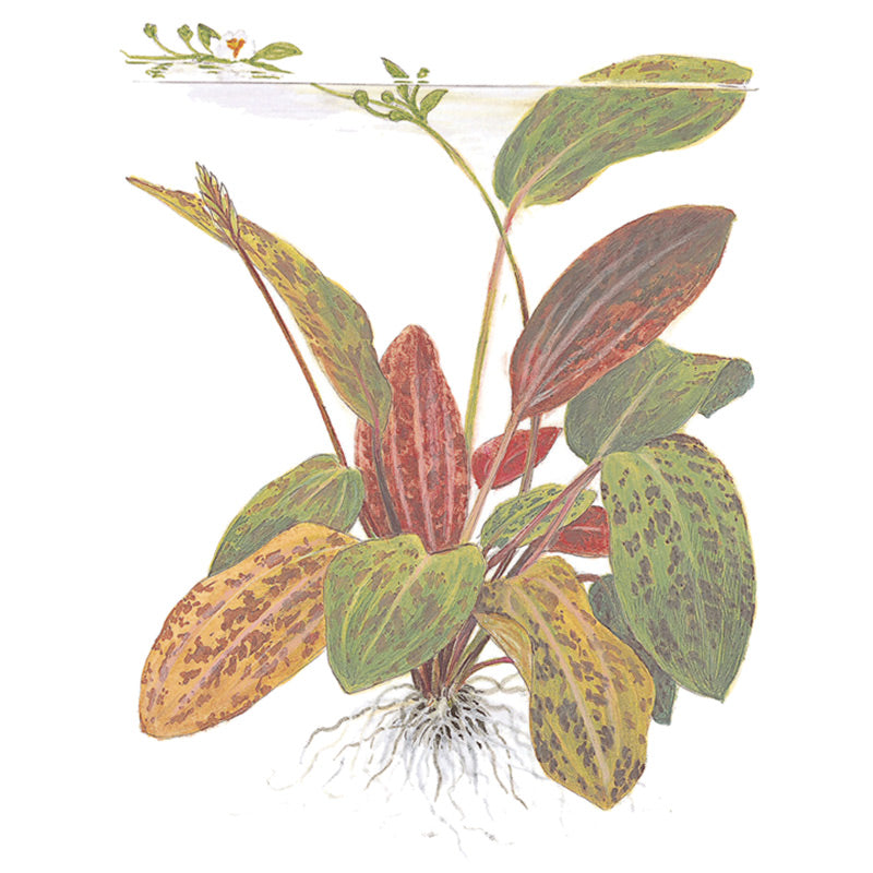 Echinodorus 'Ozelot' Nr.8 ca. 20-40 cm