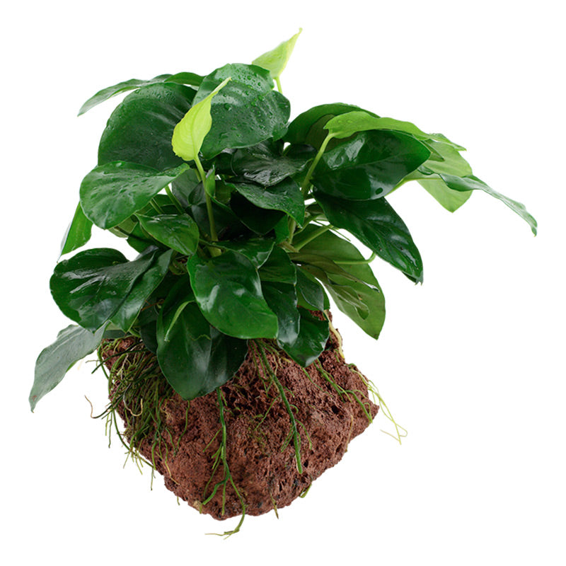 Anubias barteri var. Nana Nr.11 ca. 12-16 cm på lavasten
