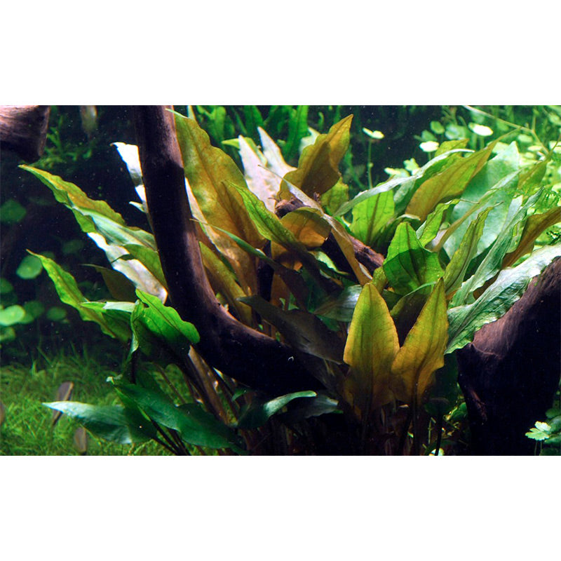 Cryptocoryne undulata 'Broad Leaf' Nr.7 ca. 15-25 cm