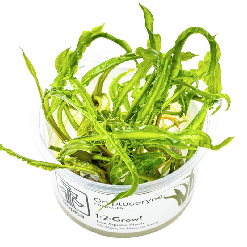 Cryptocoryne crispatula Nr.8 1-2-Grow! ca. 20-60 cm